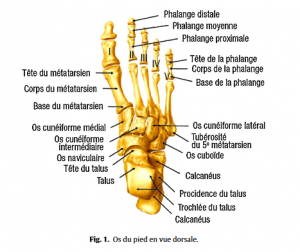 Fig 1 Proformed - formations medicales