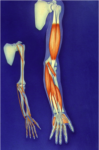 chaines musculaires proformed formations médicales 2