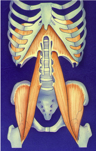 chaines musculaires proformed formations médicales 3