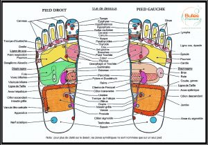 neurophysiologie